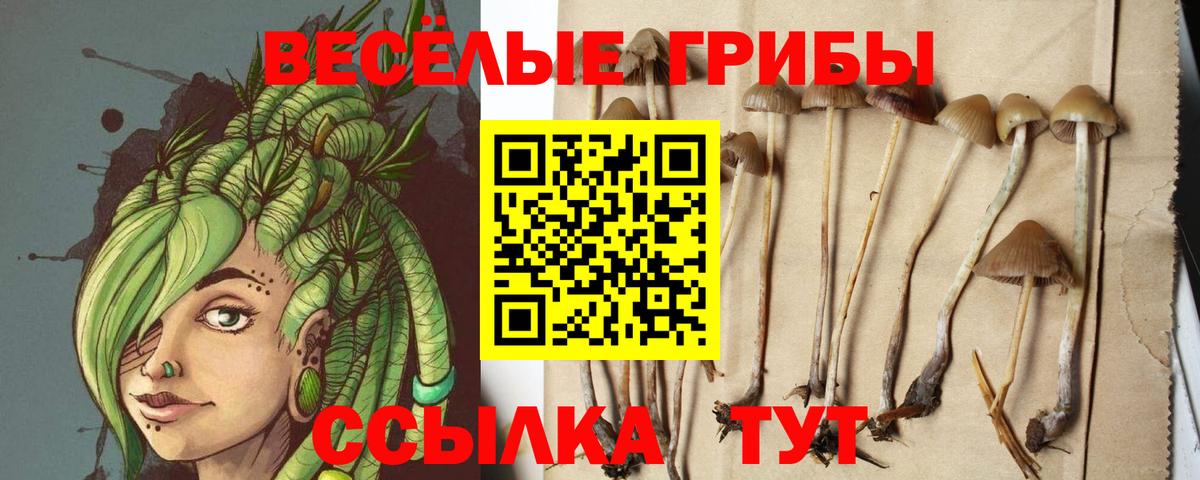 Галлюциногенные грибы Psilocybine cubensis Павловский Посад